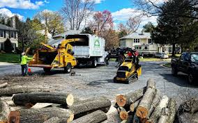 Best Tree Preservation Services  in Stafford Courthouse, VA