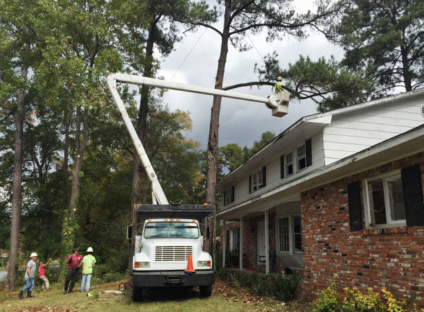 Best Storm Damage Tree Cleanup  in Stafford Courthouse, VA